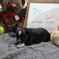 Ivy, a female Miniature Australian Shepherd for sale in Farmington, IA – Photo 2 of 4