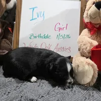 Ivy, a female Miniature Australian Shepherd for sale in Farmington, IA – Photo 1 of 4