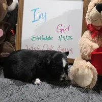 Ivy, a female Miniature Australian Shepherd for sale in Farmington, IA – Photo 3 of 4