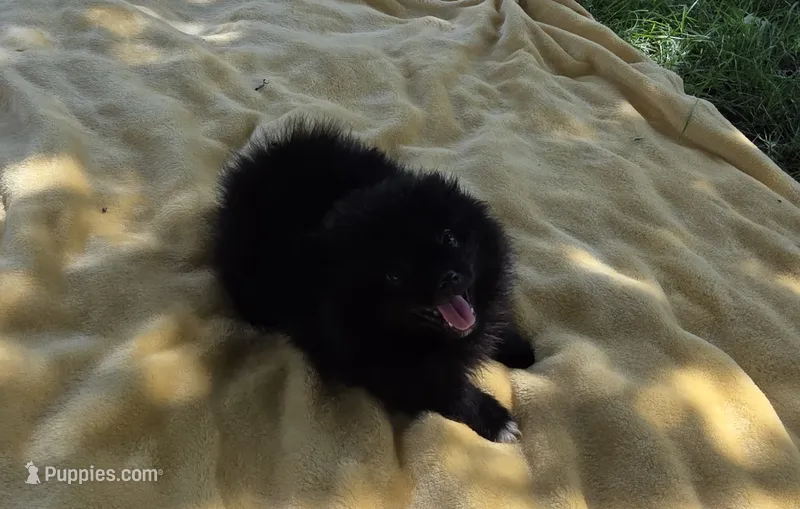 Kiasha – Pomeranian puppy for sale in Farmington, IA