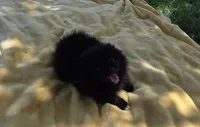 Kiasha, a female Pomeranian for sale in Farmington, IA – 1 of 5