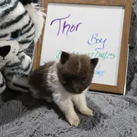 Thor, a male Pomeranian for sale in Farmington, IA – Photo 3 of 7