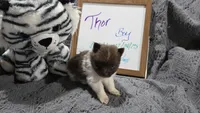 Thor, a male Pomeranian for sale in Farmington, IA – Photo 3 of 7