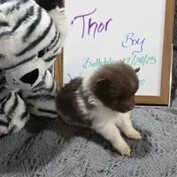 Thor, a male Pomeranian for sale in Farmington, IA – Photo 5 of 7