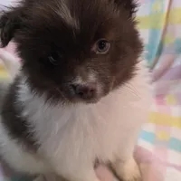 Thor, a male Pomeranian for sale in Farmington, IA – Photo 7 of 7