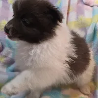 Thor, a male Pomeranian for sale in Farmington, IA – Photo 4 of 7