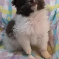 Thor, a male Pomeranian for sale in Farmington, IA – Photo 1 of 7