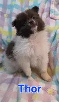 Thor, a male Pomeranian for sale in Farmington, IA – Photo 1 of 7