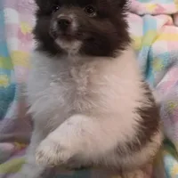 Thor, a male Pomeranian for sale in Farmington, IA – Photo 2 of 7