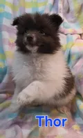 Thor, a male Pomeranian for sale in Farmington, IA – Photo 2 of 7