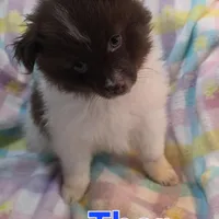 Thor, a male Pomeranian for sale in Farmington, IA – Photo 6 of 7