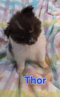 Thor, a male Pomeranian for sale in Farmington, IA – Photo 6 of 7