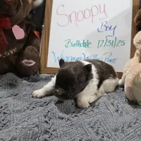 Snoopy , a male Pomeranian for sale in Farmington, IA – Photo 3 of 6