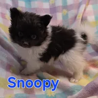 Snoopy , a male Pomeranian for sale in Farmington, IA – Photo 4 of 6