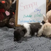 Snoopy , a male Pomeranian for sale in Farmington, IA – Photo 1 of 6