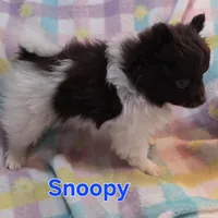 Snoopy , a male Pomeranian for sale in Farmington, IA – Photo 5 of 6