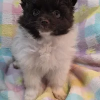 Snoopy , a male Pomeranian for sale in Farmington, IA – Photo 6 of 6