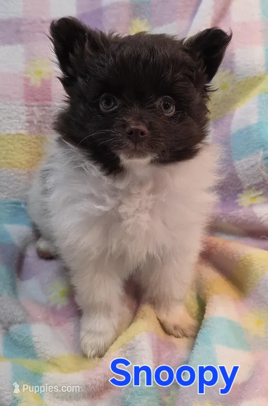 Snoopy  – Pomeranian puppy for sale in Farmington, IA