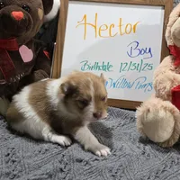 Hector, a male Pomeranian for sale in Farmington, IA – Photo 4 of 4