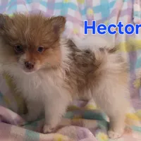 Hector, a male Pomeranian for sale in Farmington, IA – Photo 1 of 4