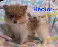 Hector, a male Pomeranian for sale in Farmington, IA – Photo 1 of 4
