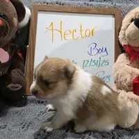 Hector, a male Pomeranian for sale in Farmington, IA – Photo 3 of 4