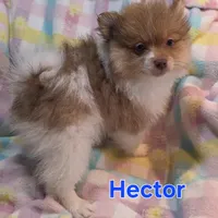 Hector, a male Pomeranian for sale in Farmington, IA – Photo 2 of 4