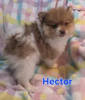 Hector, a male Pomeranian for sale in Farmington, IA – Photo 2 of 4