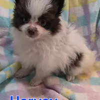 Harvey, a male Pomeranian for sale in Farmington, IA – Photo 4 of 6