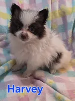 Harvey, a male Pomeranian for sale in Farmington, IA – Photo 4 of 6