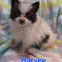 Harvey, a male Pomeranian for sale in Farmington, IA – Photo 5 of 6