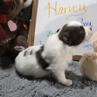 Harvey, a male Pomeranian for sale in Farmington, IA – Photo 3 of 6