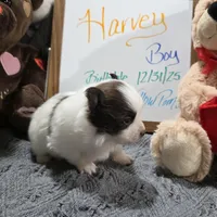 Harvey, a male Pomeranian for sale in Farmington, IA – Photo 2 of 6