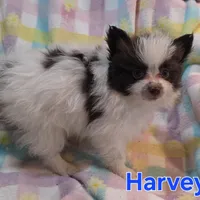 Harvey, a male Pomeranian for sale in Farmington, IA – Photo 6 of 6