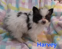 Harvey, a male Pomeranian for sale in Farmington, IA – Photo 6 of 6