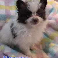 Harvey, a male Pomeranian for sale in Farmington, IA – Photo 1 of 6