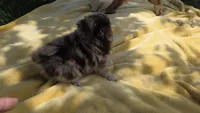 Kodiak, a male Pomeranian for sale in Farmington, IA – 4 of 5
