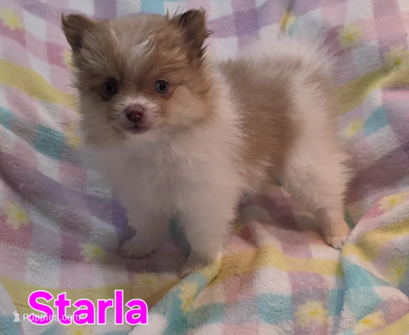 Starla – Pomeranian puppy for sale in Farmington, IA