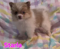 Starla, a female Pomeranian for sale in Farmington, IA – 1 of 6