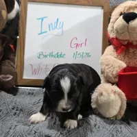 Indy, a female Miniature Australian Shepherd for sale in Farmington, IA – Photo 1 of 3