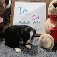 Indy, a female Miniature Australian Shepherd for sale in Farmington, IA – Photo 3 of 3