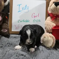 Indy, a female Miniature Australian Shepherd for sale in Farmington, IA – Photo 2 of 3