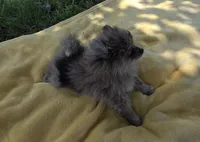 Kammie, a female Pomeranian for sale in Farmington, IA – 2 of 5