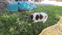 Koala, a female Pomeranian for sale in Farmington, IA – 4 of 4