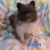Titan, a male Pomeranian for sale in Farmington, IA – Photo 7 of 7