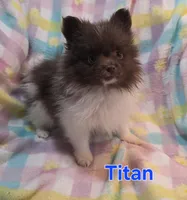 Titan, a male Pomeranian for sale in Farmington, IA – Photo 7 of 7