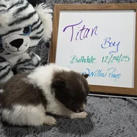 Titan, a male Pomeranian for sale in Farmington, IA – Photo 2 of 7