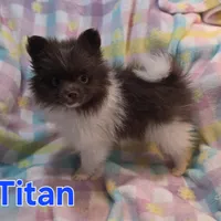 Titan, a male Pomeranian for sale in Farmington, IA – Photo 1 of 7