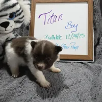 Titan, a male Pomeranian for sale in Farmington, IA – Photo 3 of 7