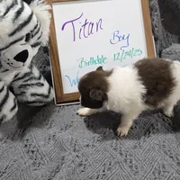 Titan, a male Pomeranian for sale in Farmington, IA – Photo 4 of 7